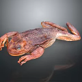 Detailed Reddish Brown Spotted Toad Lying On Grey Background With Reflection