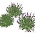 Vibrant Purple Flowering Herb Plants With Lush Green Leaves And Dense Foliage