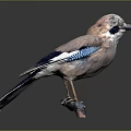 Colorful Bird With Blue And Brown Feathers Perched On Wooden Branch Against Dark Background
