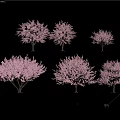 Six Beautiful Trees With Vibrant Pink Blossoms Against Black Background