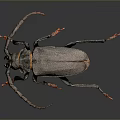 Large Long Horned Beetle With Gray Body Orange Edges And Legs On Dark Background