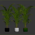 Green Palm Plants in Black White and Green Pots on Gray Background