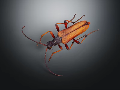 Beetle With Brown And Orange Body And Long Antennae On Dark Background 3d model