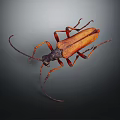 Beetle With Brown And Orange Body And Long Antennae On Dark Background