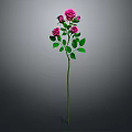 Beautiful Plant With Several Pink Roses And Green Leaves On Gray Background