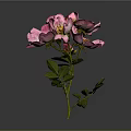 Pink Flowering Plant With Petals Green Stem And Leaves On Gray Background