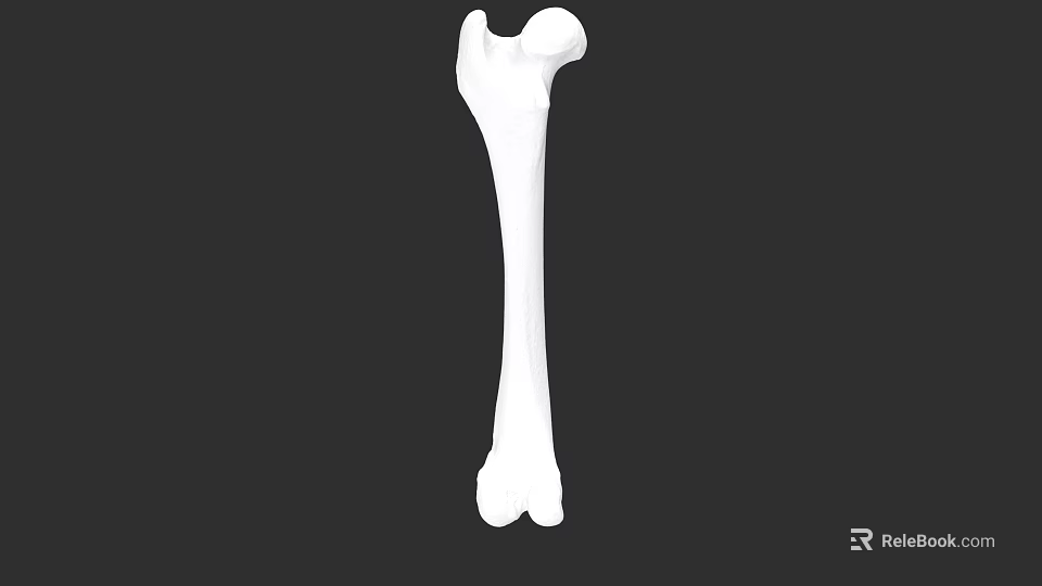 Human Femur Bone Anatomical Structure 3D Rendering Isolated On Black 3d model 