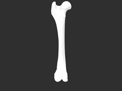 Human Femur Bone Anatomical Structure 3D Rendering Isolated On Black 3d model