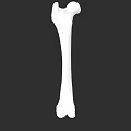 Human Femur Bone Anatomical Structure 3D Rendering Isolated On Black