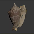 Shiny Conch Shell With Orange Brown Patterns On Dark Reflective Surface
