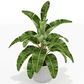 Bonsai Potted Plant with Large Green Leaves and Red Edges in Gray Pot
