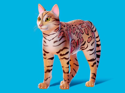 Cat Leopard Cat Pet model