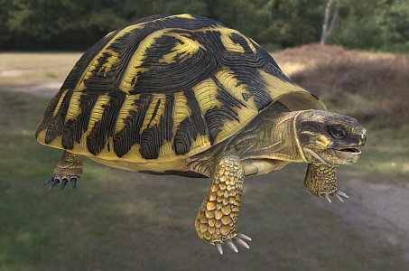 Herman's tortoise Herman's tortoise 3d model