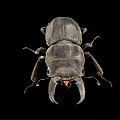 modern beetle insect 3d model