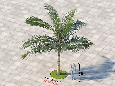 Palm Tree on Square Paved Ground with 5m and 8m Height and Person Standing 3d model