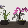 Purple and Pink Orchid Bonsai in Gray Pots on Wooden Floor with Light Wall