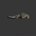 Vibrant Blue And Brown Spotted Lizard On Shiny Reflective Black Surface