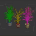 Three Green Palm Plants In Terra Cotta Pots Against Dark Background