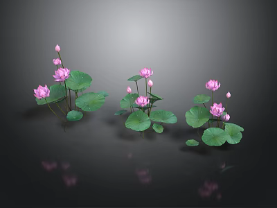 Pink Lotus Flowers With Green Leaves Floating On Water Surface And Reflections In Gray Background 3d model