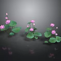 Pink Lotus Flowers With Green Leaves Floating On Water Surface And Reflections In Gray Background