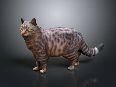 Tabby Cat With Striped Fur Standing In Gray Background With Reflection 3d model
