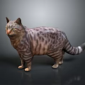 Tabby Cat With Striped Fur Standing In Gray Background With Reflection 3d model