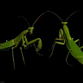 Two Green Mantises in Natural Pose with Detailed Body Features on Black Background