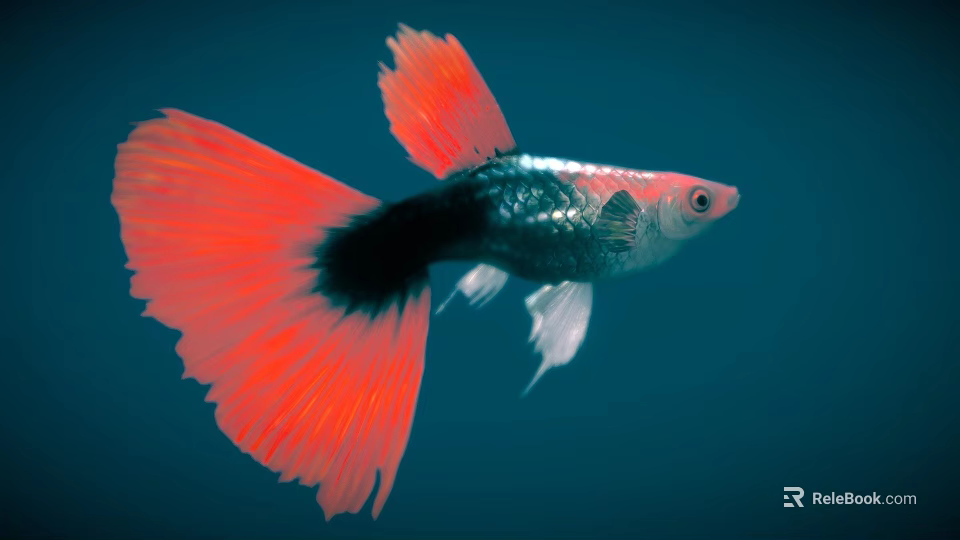 Colorful Guppy Fish Swimming With Red Flowing Tail Black Silver Body In Deep Blue Background 3d model 
