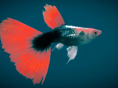 Colorful Guppy Fish Swimming With Red Flowing Tail Black Silver Body In Deep Blue Background 3d model