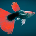 Colorful Guppy Fish Swimming With Red Flowing Tail Black Silver Body In Deep Blue Background