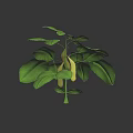 Fresh Green Plant With Vibrant Leaves And Yellow Pods On Dark Background