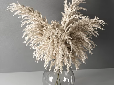 Transparent Glass Vase With White Pampas Grass Flowers On Light Tabletop Against Gray Wall 3d model