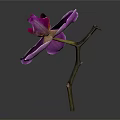 Stunning Single Purple Orchid in Glass Vase with Green Stem Yellow Center and Dark Background