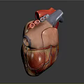 Human Heart Anatomical Model As Chest Organ With Colored Sections For Medical Teaching