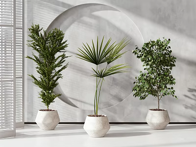 Bonsai Potted Plants in White Planters Against Gray Wall with Circular Decor and Window Blinds 3d model
