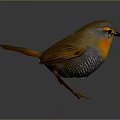 Small Brown Bird with Orange Chest Black Eyes and Pointed Beak Standing on Gray Surface