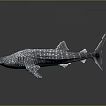 Graceful Giant Whale Shark With White Spots Swimming In Deep Ocean Water
