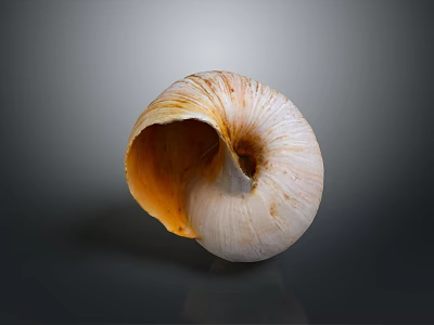 Cochlea Organ Structure With Hair Like Textures On Natural Shell Surface 3d model