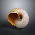 Cochlea Organ Structure With Hair Like Textures On Natural Shell Surface 3d model