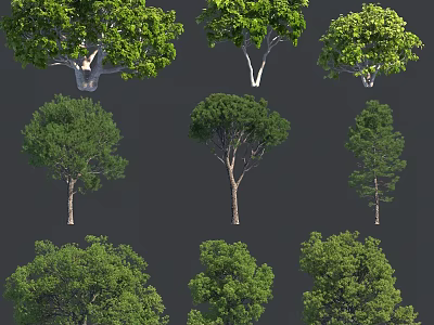 Various Types of Arbor Trees with Lush Green Foliage and Different Canopies 3d model