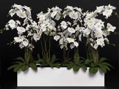 Bonsai Potted Plant with White Orchids Green Leaves in White Rectangular Pot on Black Background 3d model