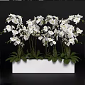 Bonsai Potted Plant with White Orchids Green Leaves in White Rectangular Pot on Black Background