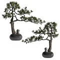 Beautiful Bonsai Trees with Natural Trunks Lush Foliage and Stone Lion Decor in Black Pots