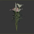 Beautiful Pink And White Flowers With Green Stems And Leaves On Black Reflective Background