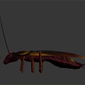 Red Brown Cockroach With Long Antennae And Legs On Gray Background