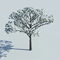 Tall Arbor with White Flowers and Dark Trunk Casting Shadow on Light Background 3d model