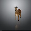 Realistic Small Deer with Brown Fur and Antlers Standing on Dark Background
