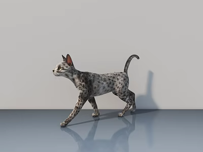 Grey Spotted Cat Walking On Reflective Grey Floor With Plain Grey Wall Background 3d model