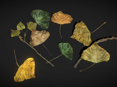 Dry Leaves And Branches Display Natural Autumn Texture On Dark Surface 3d model