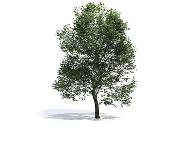 Vibrant Arbor with Lush Green Foliage and Sturdy Trunk in Natural Scene 3d model